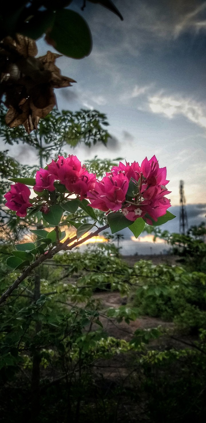 flowers love