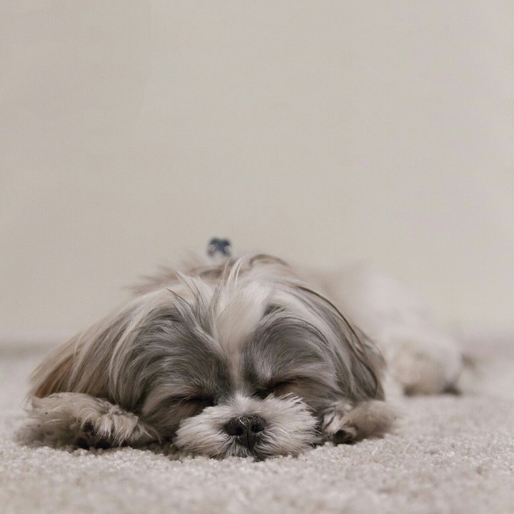 Shih Tzu, Bianca.