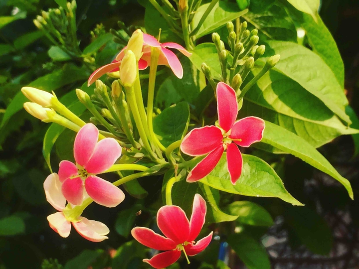 flowers