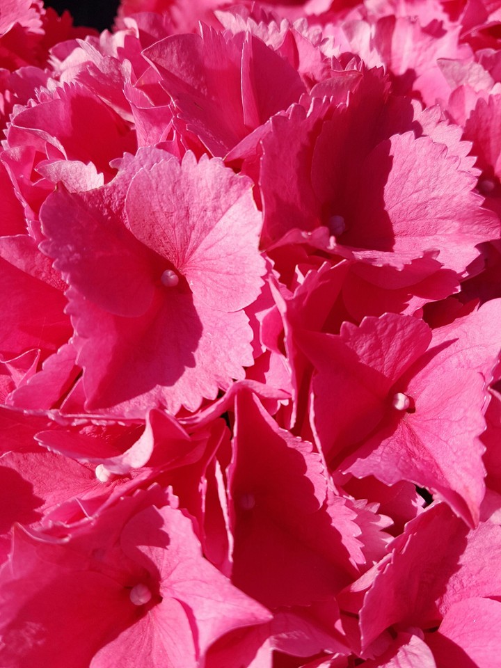 Pink hydrangea flowers