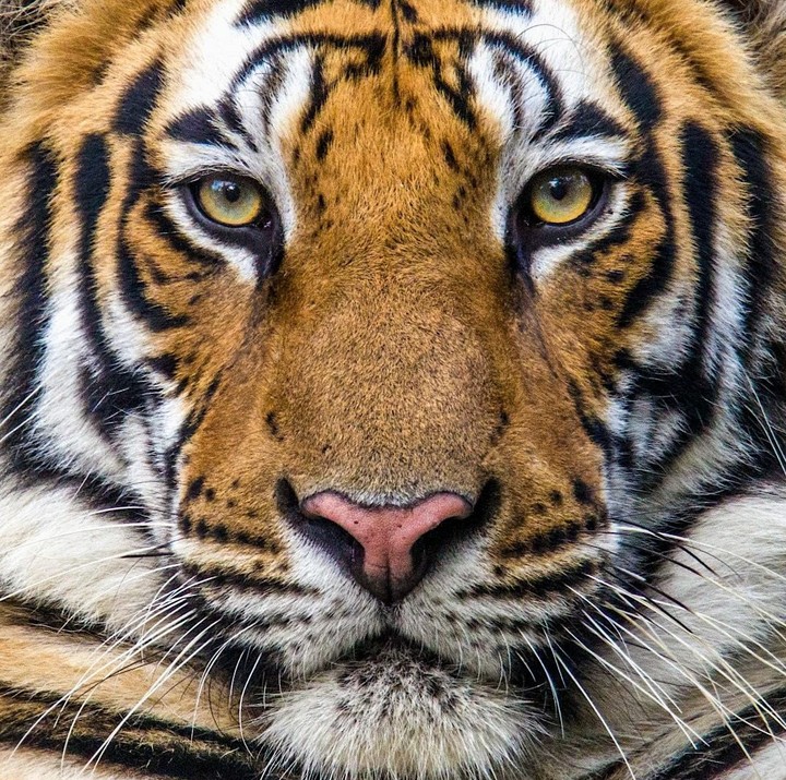 Tiger Тигр