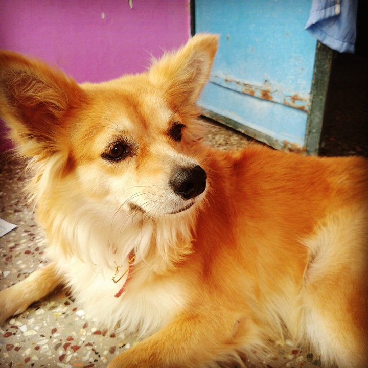 puppy