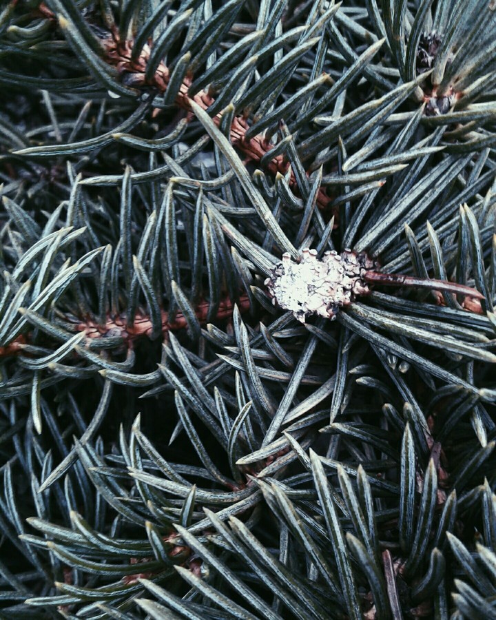 Branch