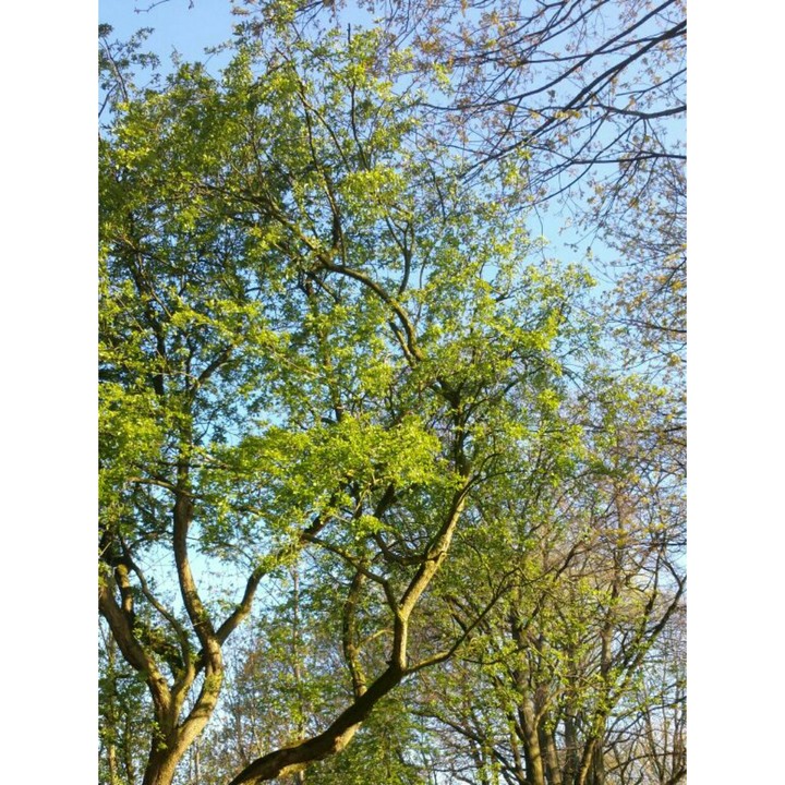 Waldspaziergang