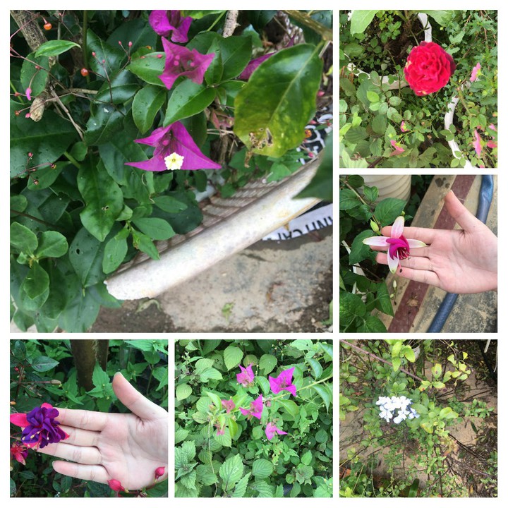flowers