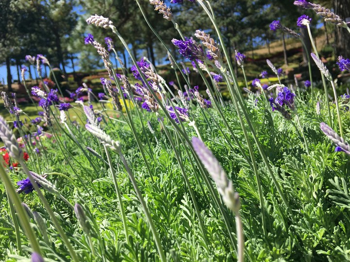 flower