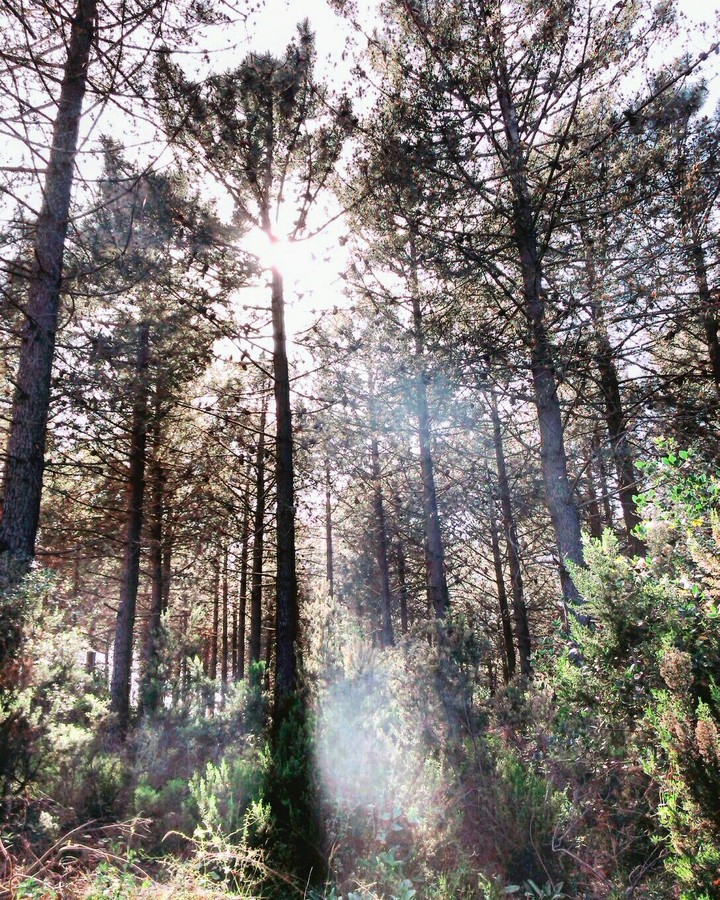 Magical Forest