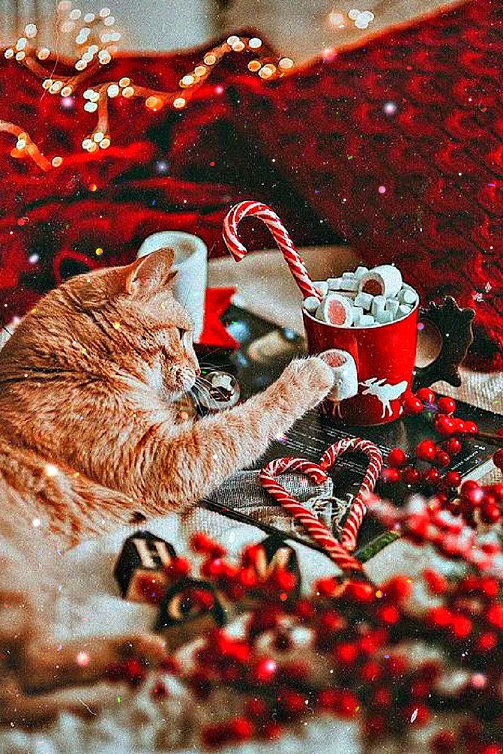 Winter cat