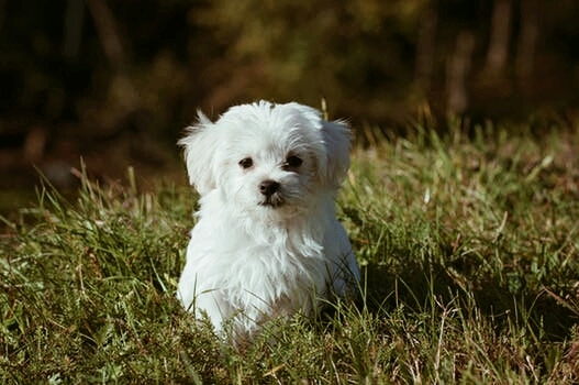 cutie pie