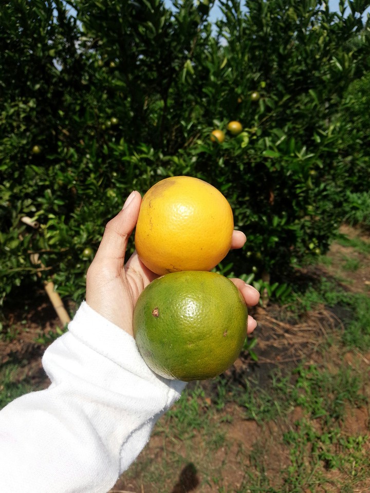 Orange and Green Orange