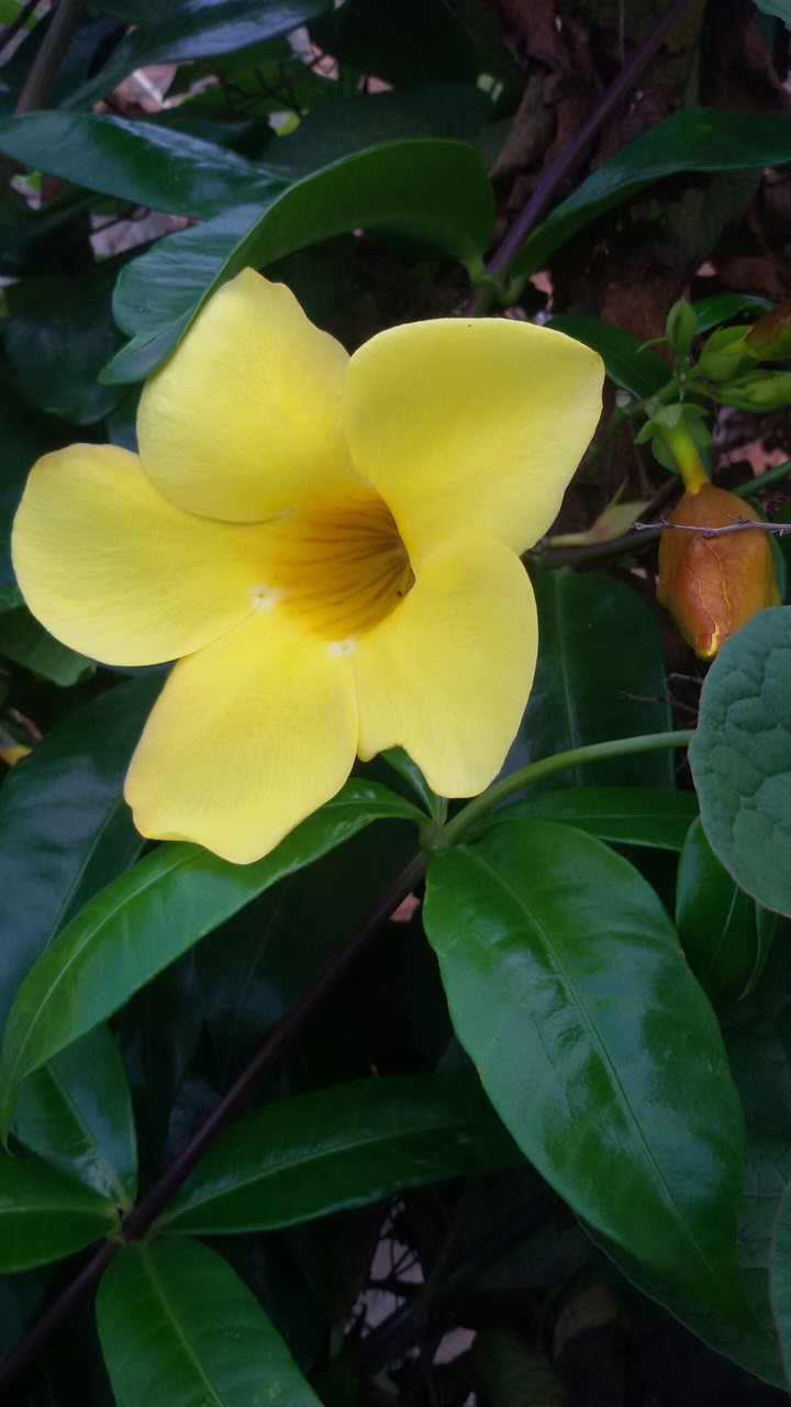 My yellow flower!!!