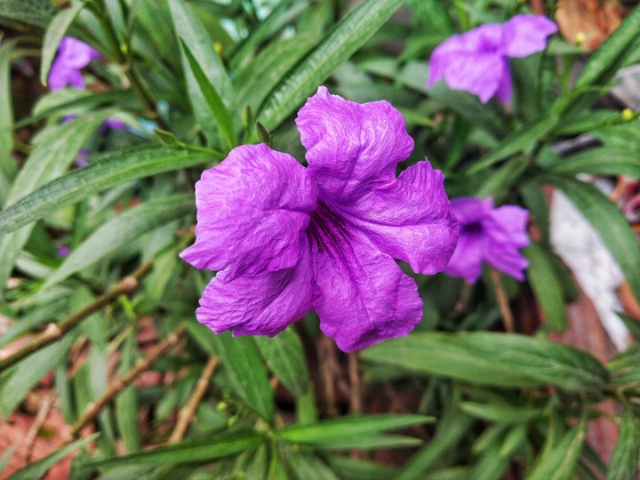 Flower