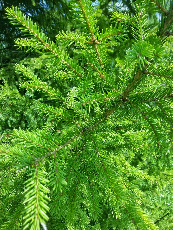 It's always green