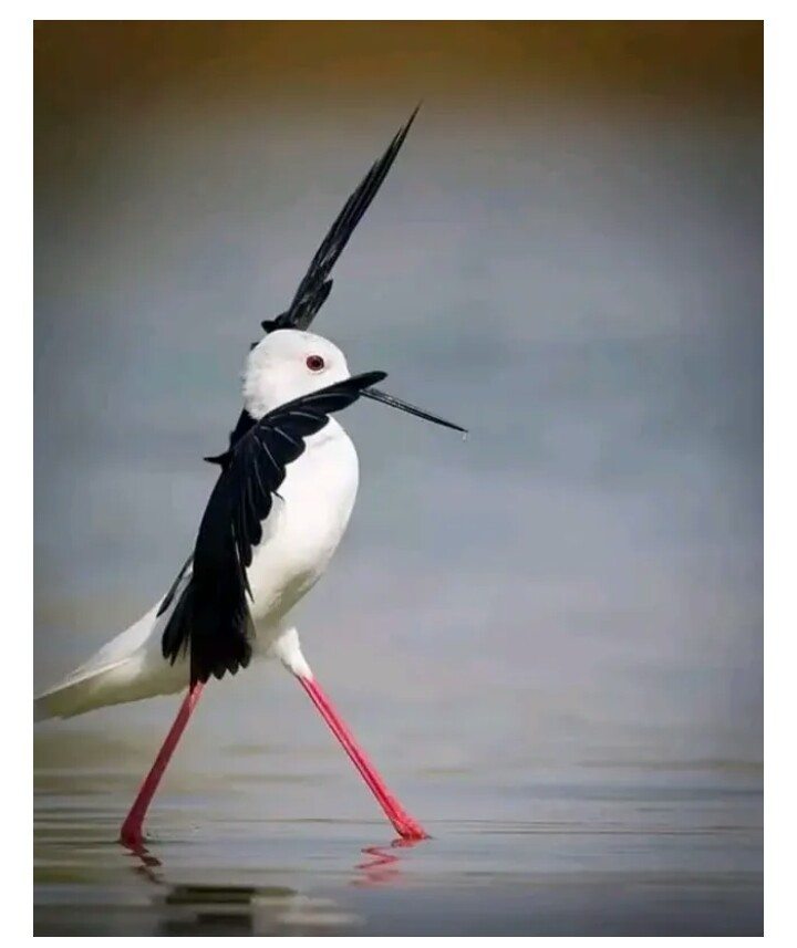 Nice