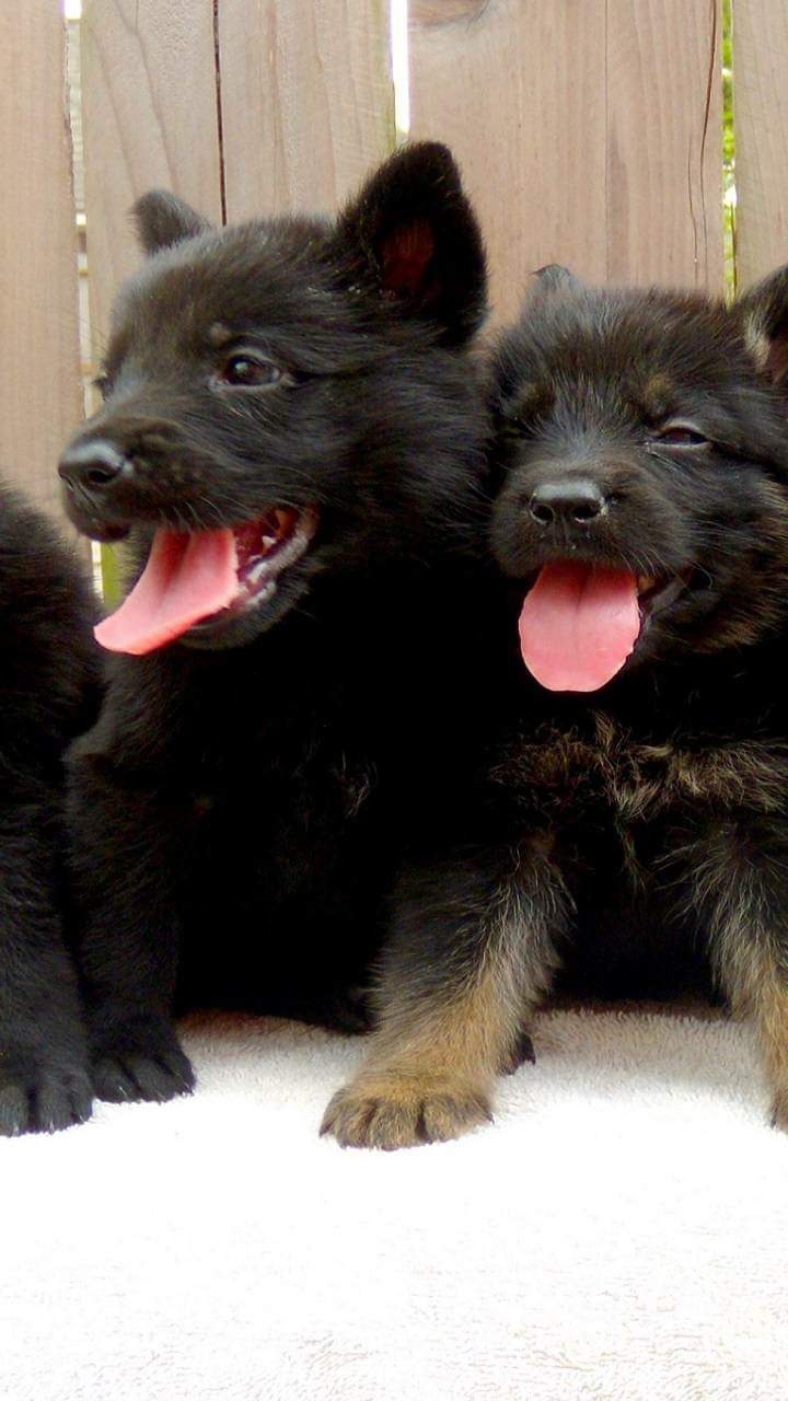 Wolf pups