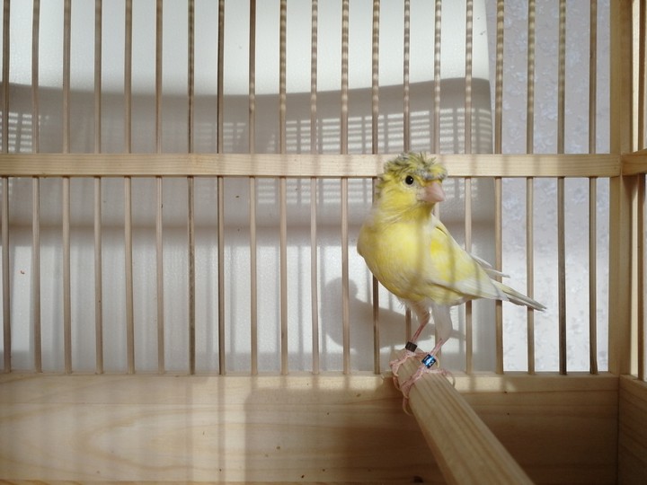 кенарь