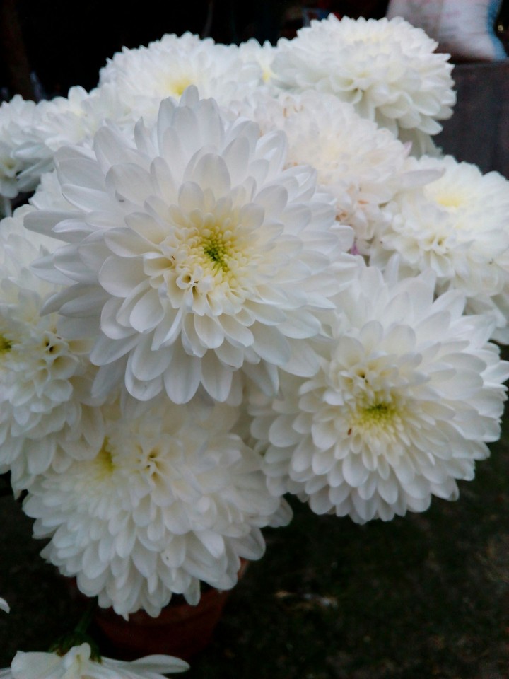 Jasmine