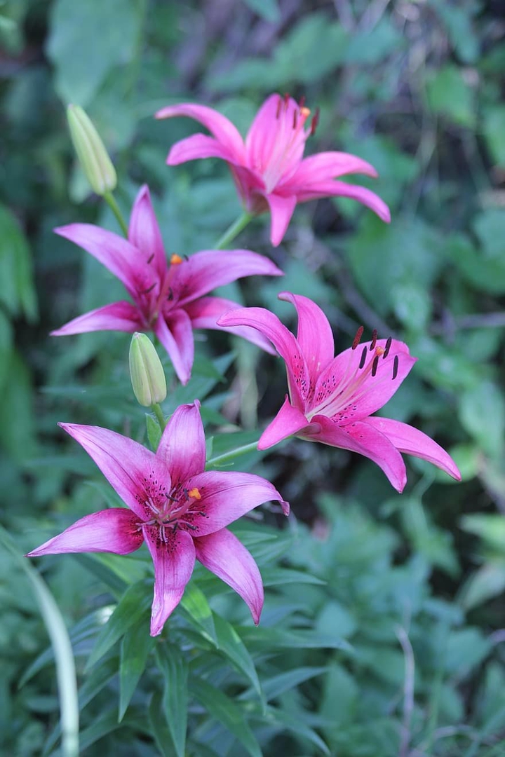 lily