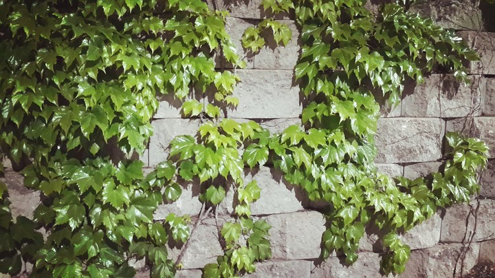 alphabet plant