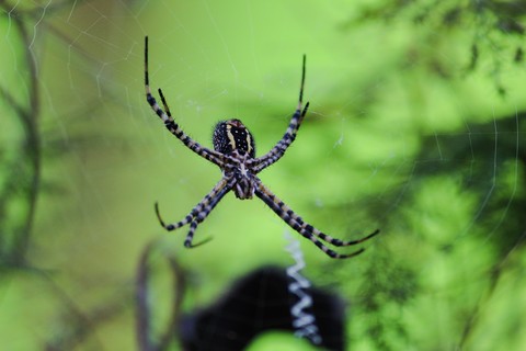 Araña en el jardín.