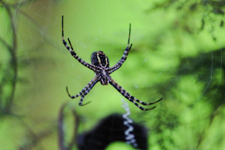 Araña en el jardín.