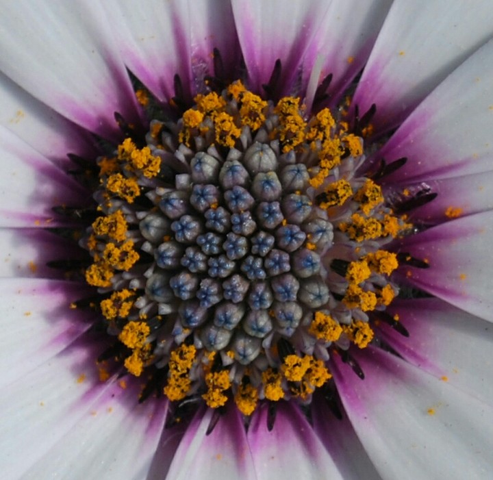 Macro