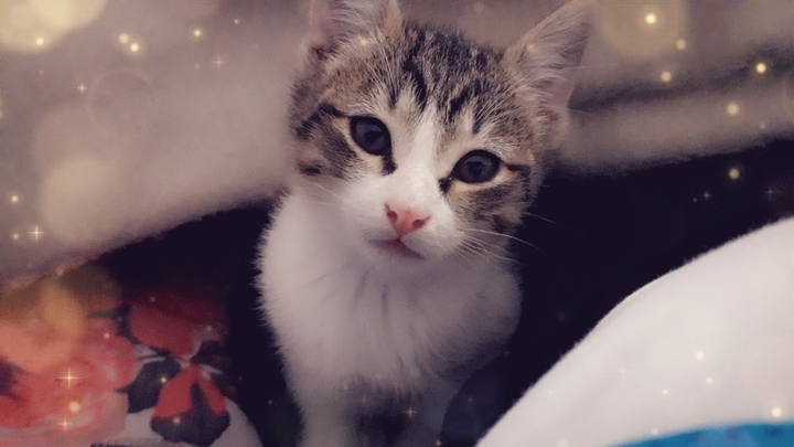 Adopting this marvellous creature