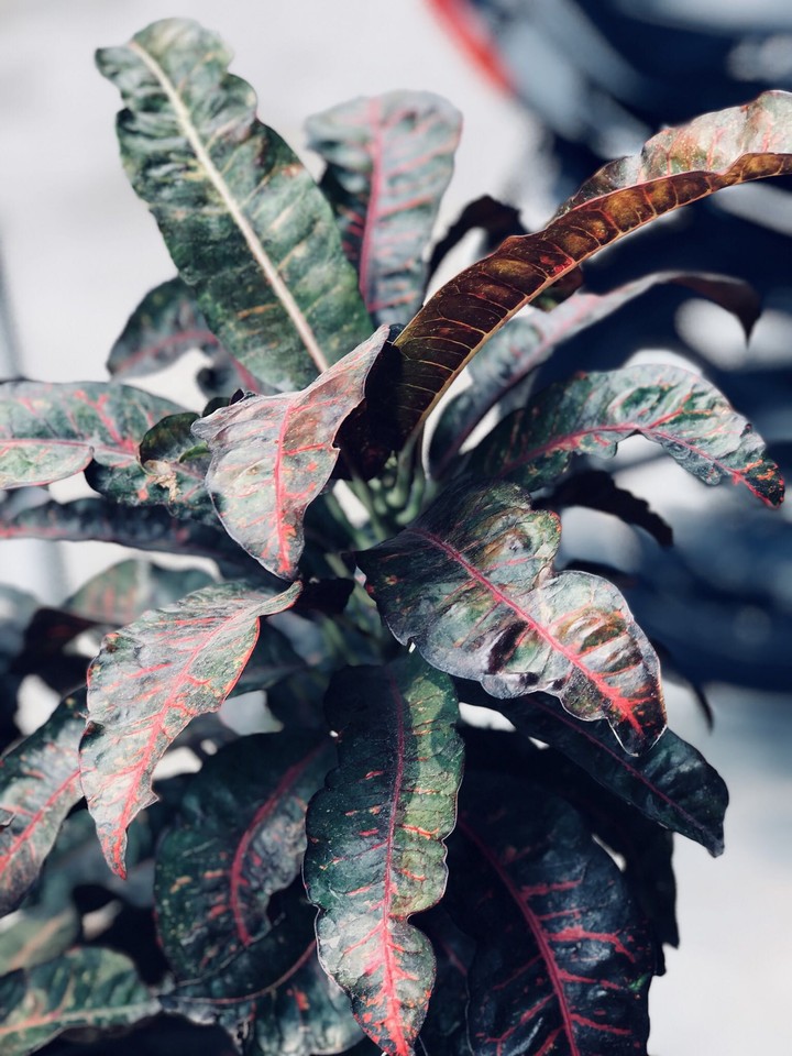 leaves