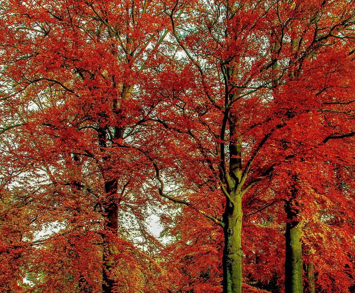 tree