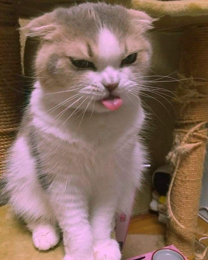 (=^･ｪ･^=)