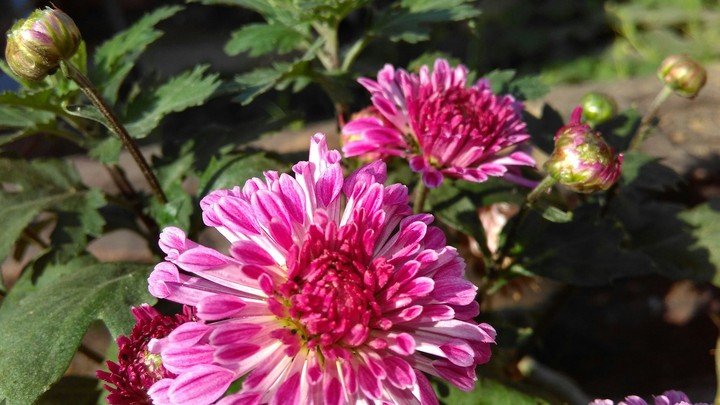 nature of flower