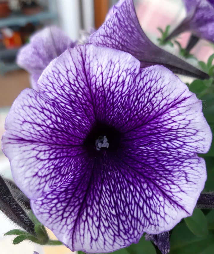 fiori