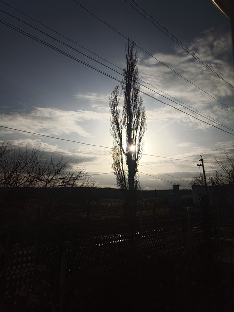Branch, Overhead_power_line, Dusk
