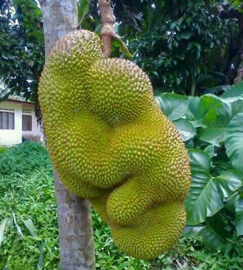 Nature Wonder Series - Jack Fruit