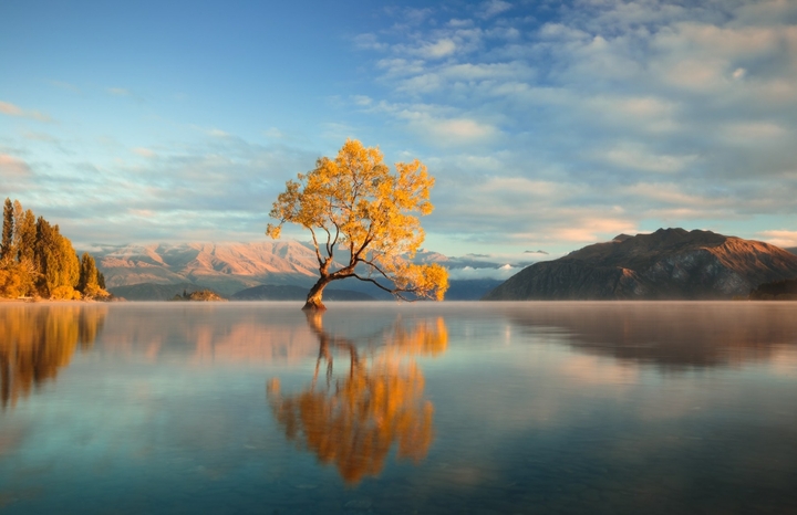 lonely tree