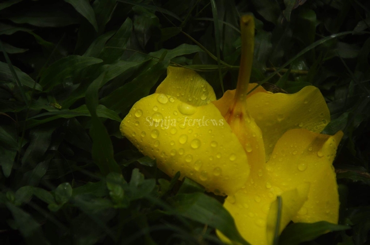 waterdrop