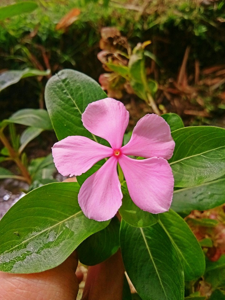 pink flower