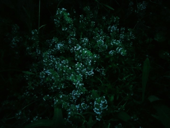 Ночной цветок/ Night flower