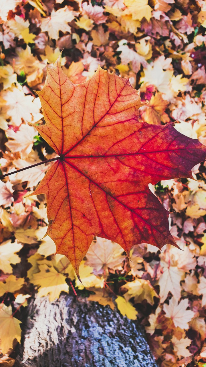 leaf