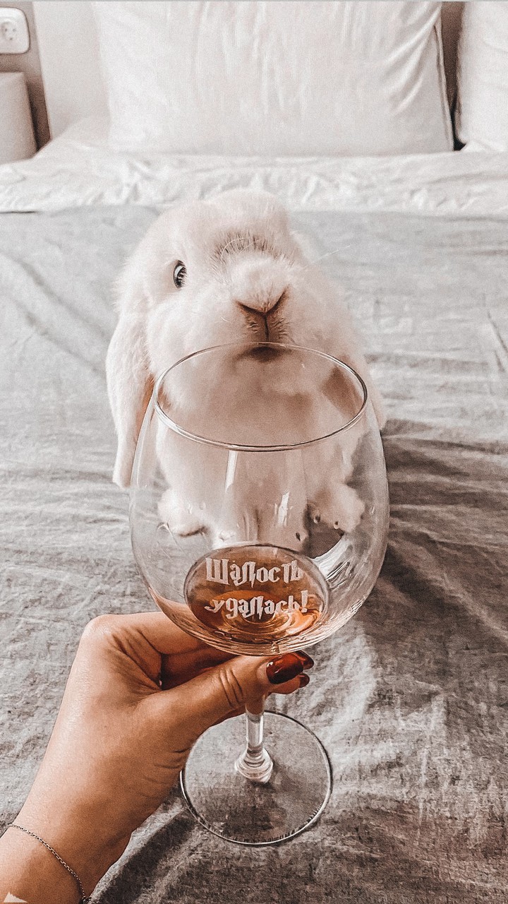 bunny