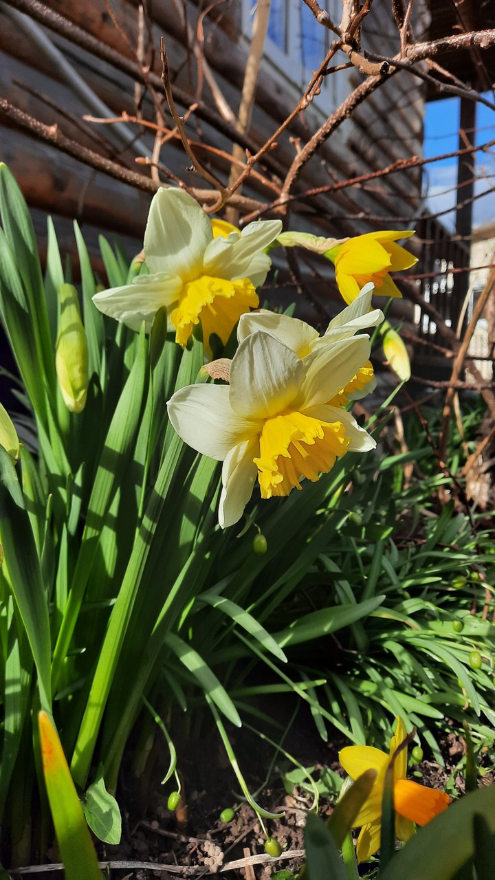 daffodils