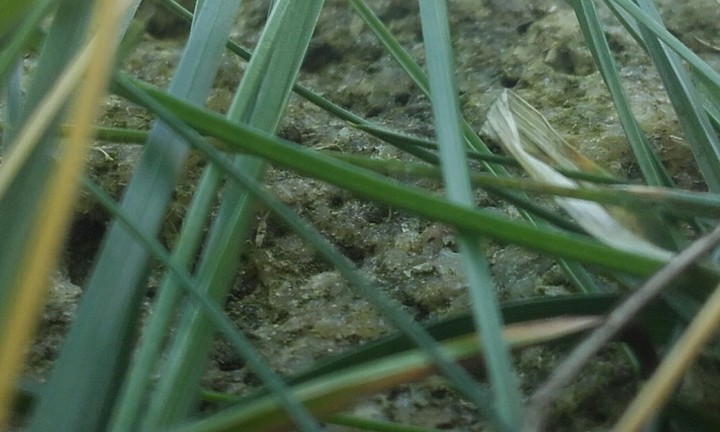 grass