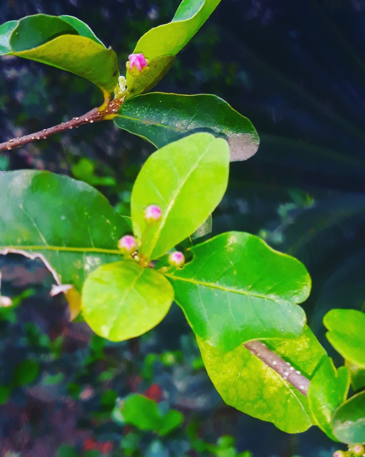 Acerola flower