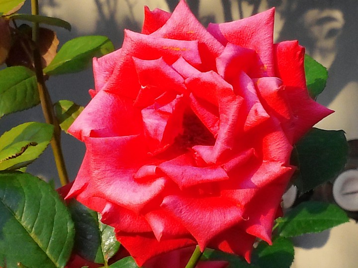 Rose 로즈