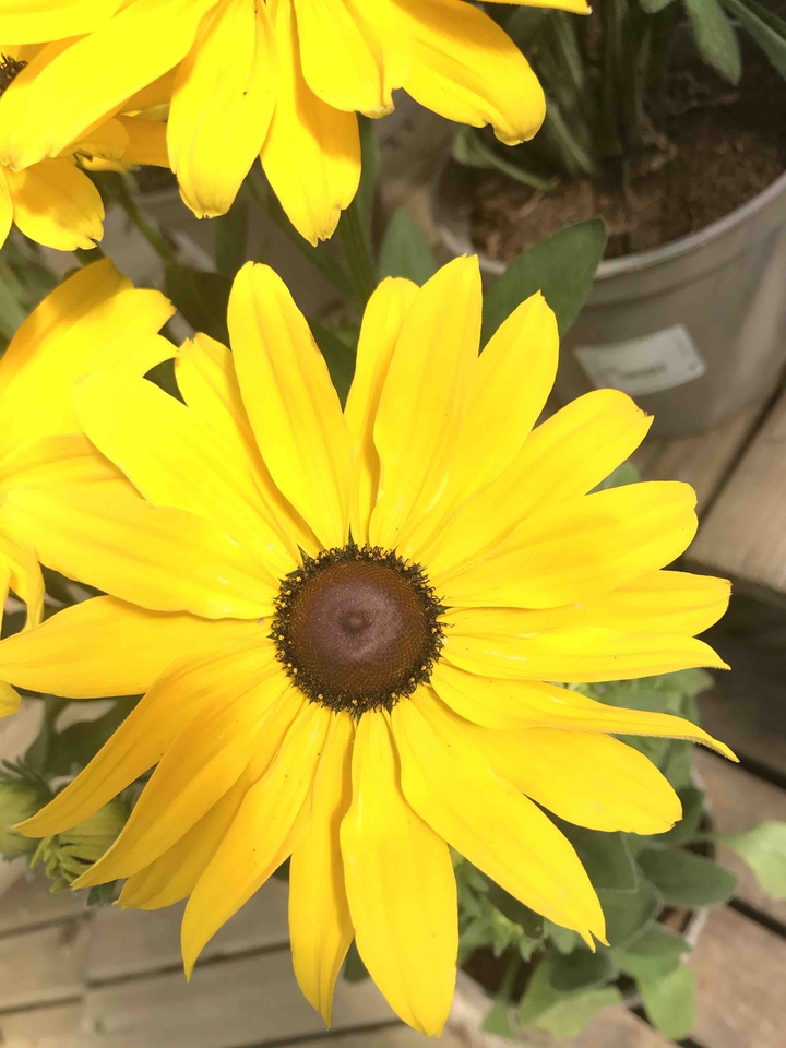 yellow flower