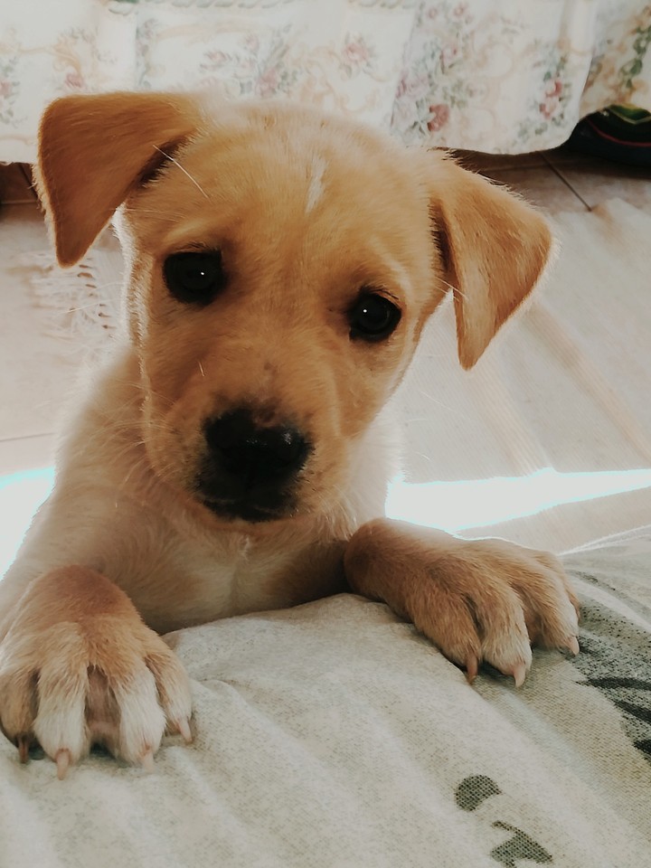 My favorit dog