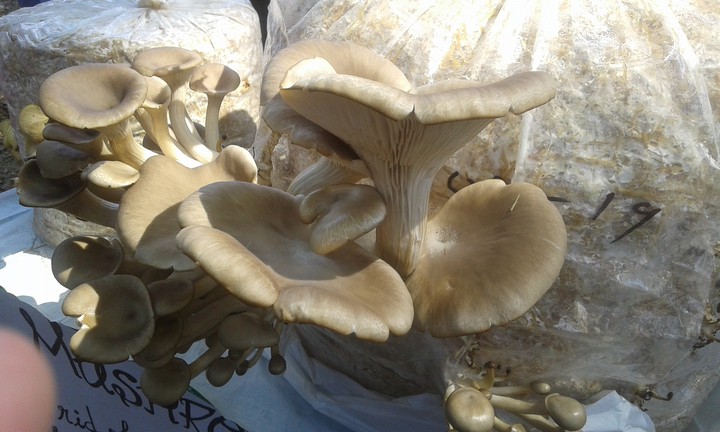mushrooms