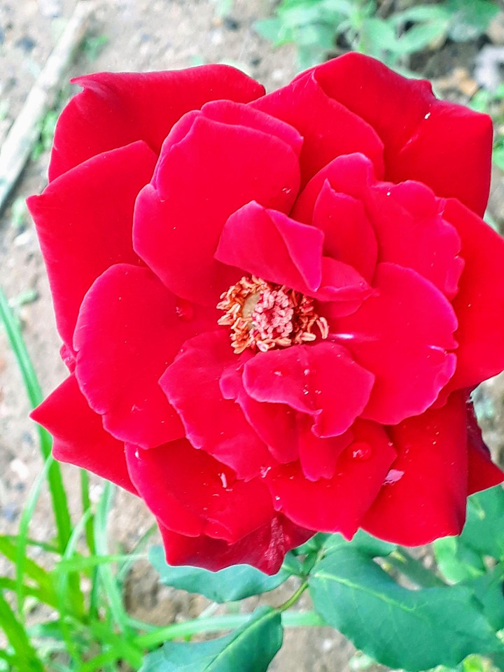 rosas