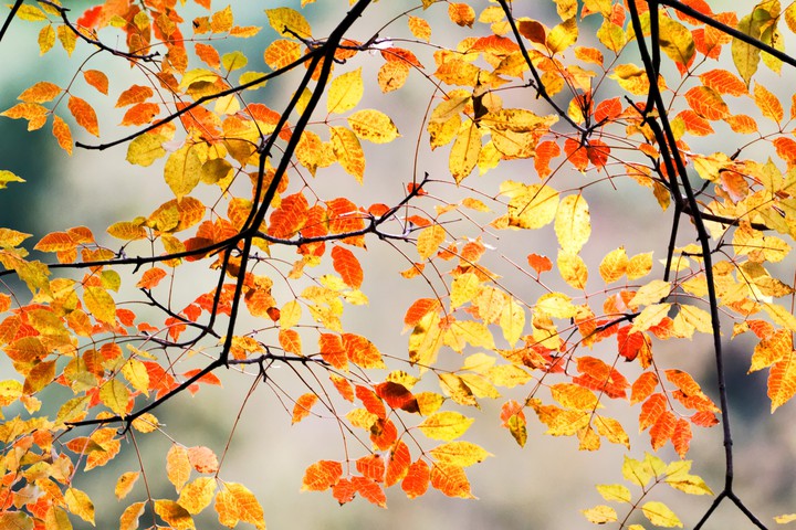 branches !
