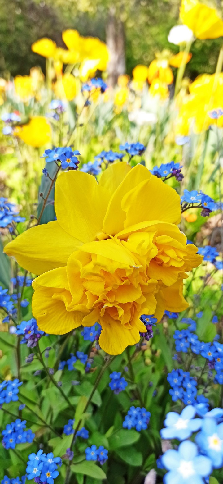Enfin le printemps